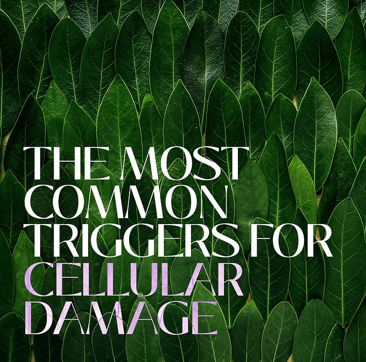 THE MOST COMMON TRIGGERS FOR CELLULAR DAMAGE: Body Tonic RX journal article, Austin, TX